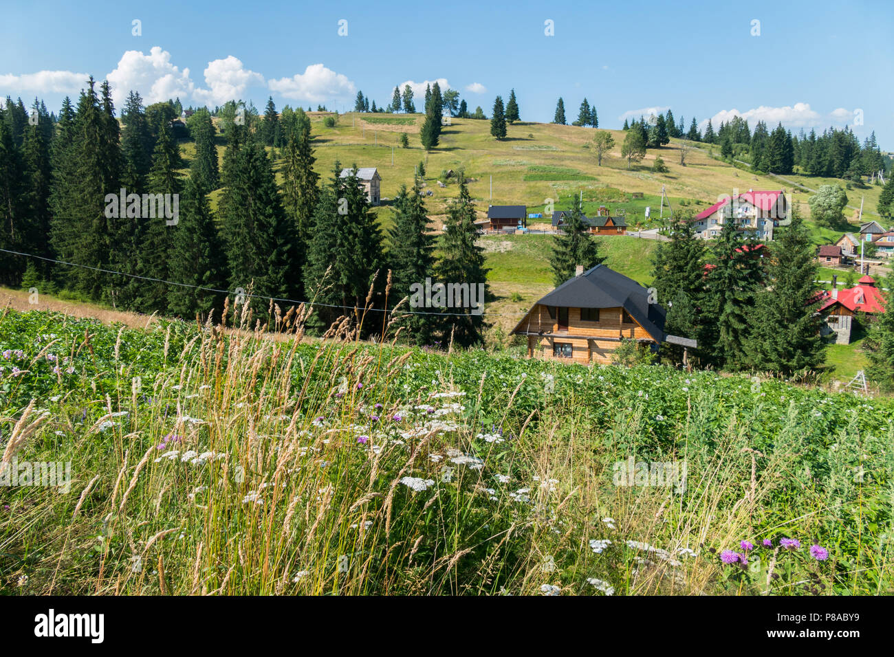 Blühende Feld von Motley Gras und Häuser im Hintergrund. Für ihr Design Stockfoto