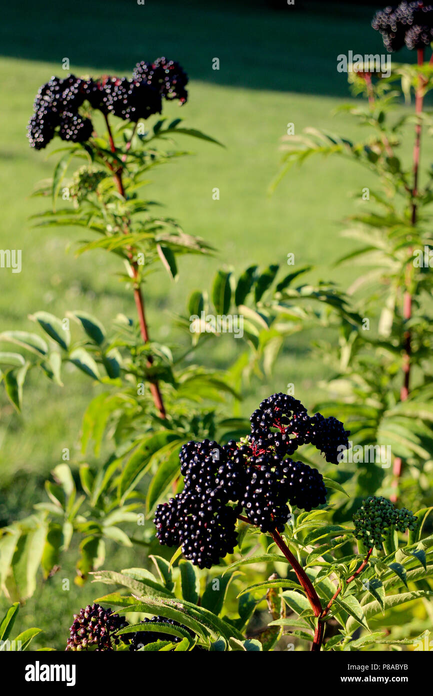 Gemeinsame, Liguster, ligustrum vulgare in der Nähe von St Martial, Teil der Gemeinde Varen, Tarn-et-Garonne, Royal, Frankreich Stockfoto