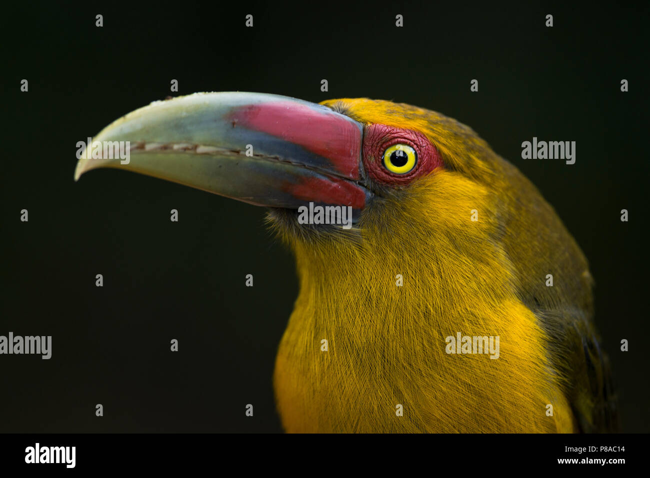 Das Porträt einer Safran Toucanet bailloni (Pteroglossus) von den Atlantischen Regenwald Stockfoto