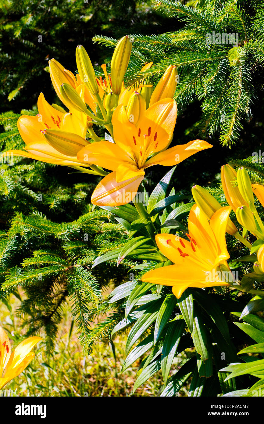 Leuchtend gelbe Lilien emittieren Licht in der Sonne unter Zweigen der stachelige Tanne. Für ihr Design Stockfoto