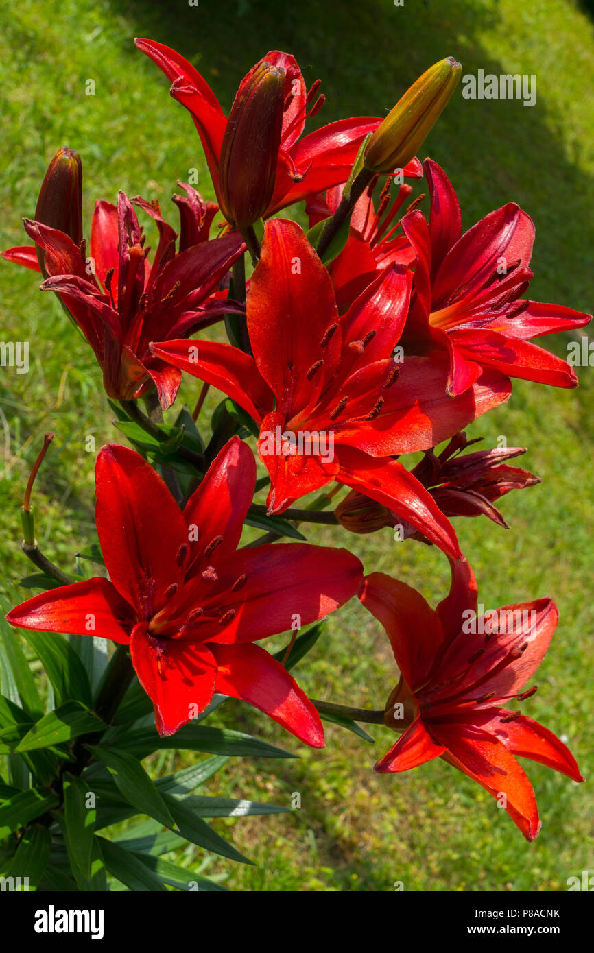 Eine schöne saftige rote Lilie mit riesigen Blüten und Blätter auf einem hohen Stiel. Für ihr Design Stockfoto