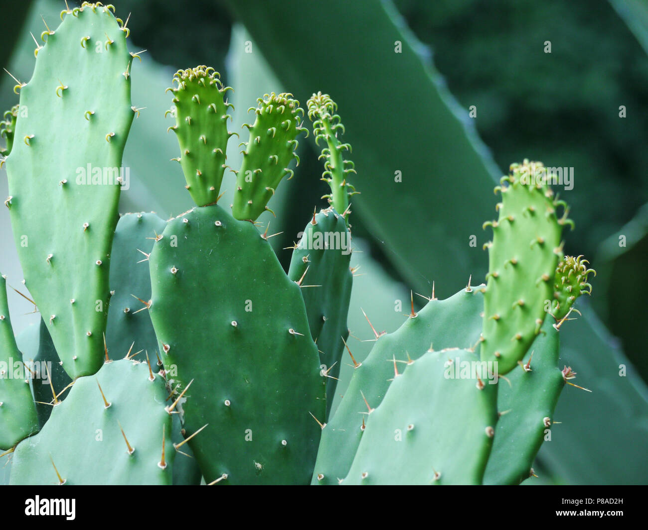 Flache grne Kaktus Bltter mit grossen Dornen. Fr ihr Design  Stockfotografie - Alamy