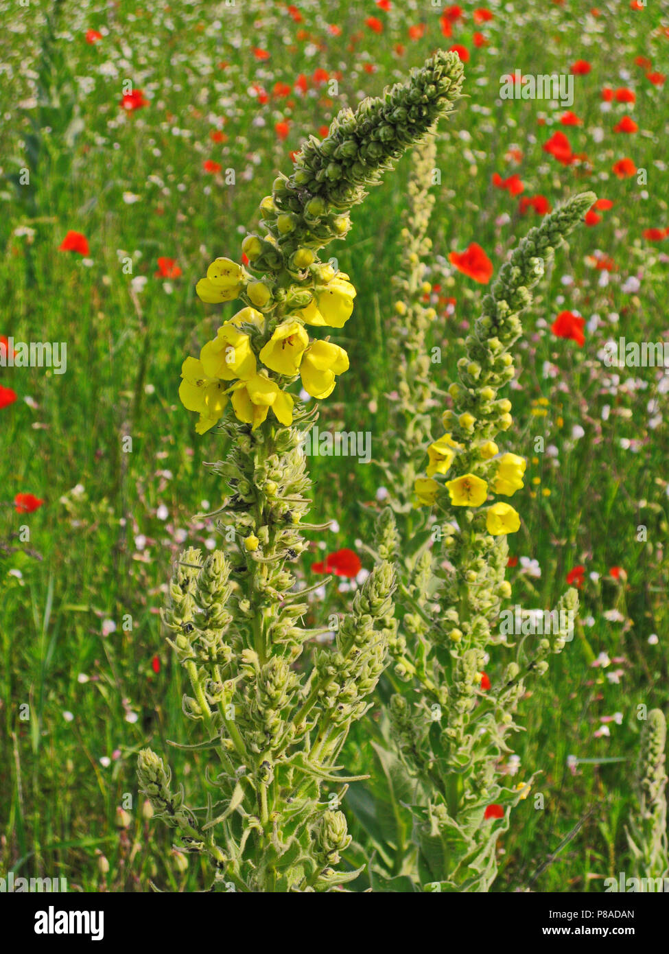 Gelbe Blütenblätter von Feld Blüten in der Mitte eines grünen dicken Stiel unter den hohen Gras wächst. . Für ihr Design Stockfoto