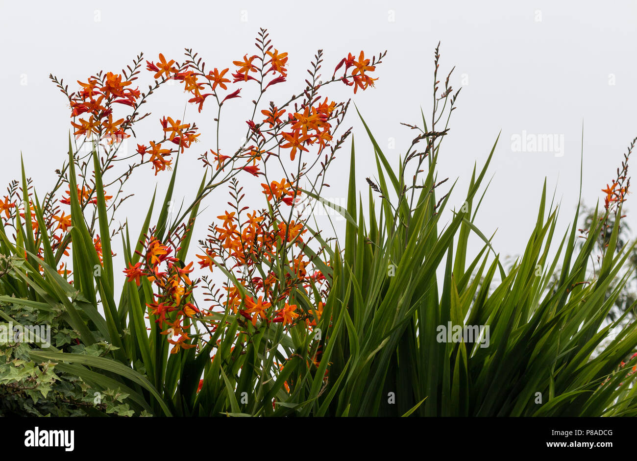 Rote und orange Crocosmia aurea Blüten Stockfoto