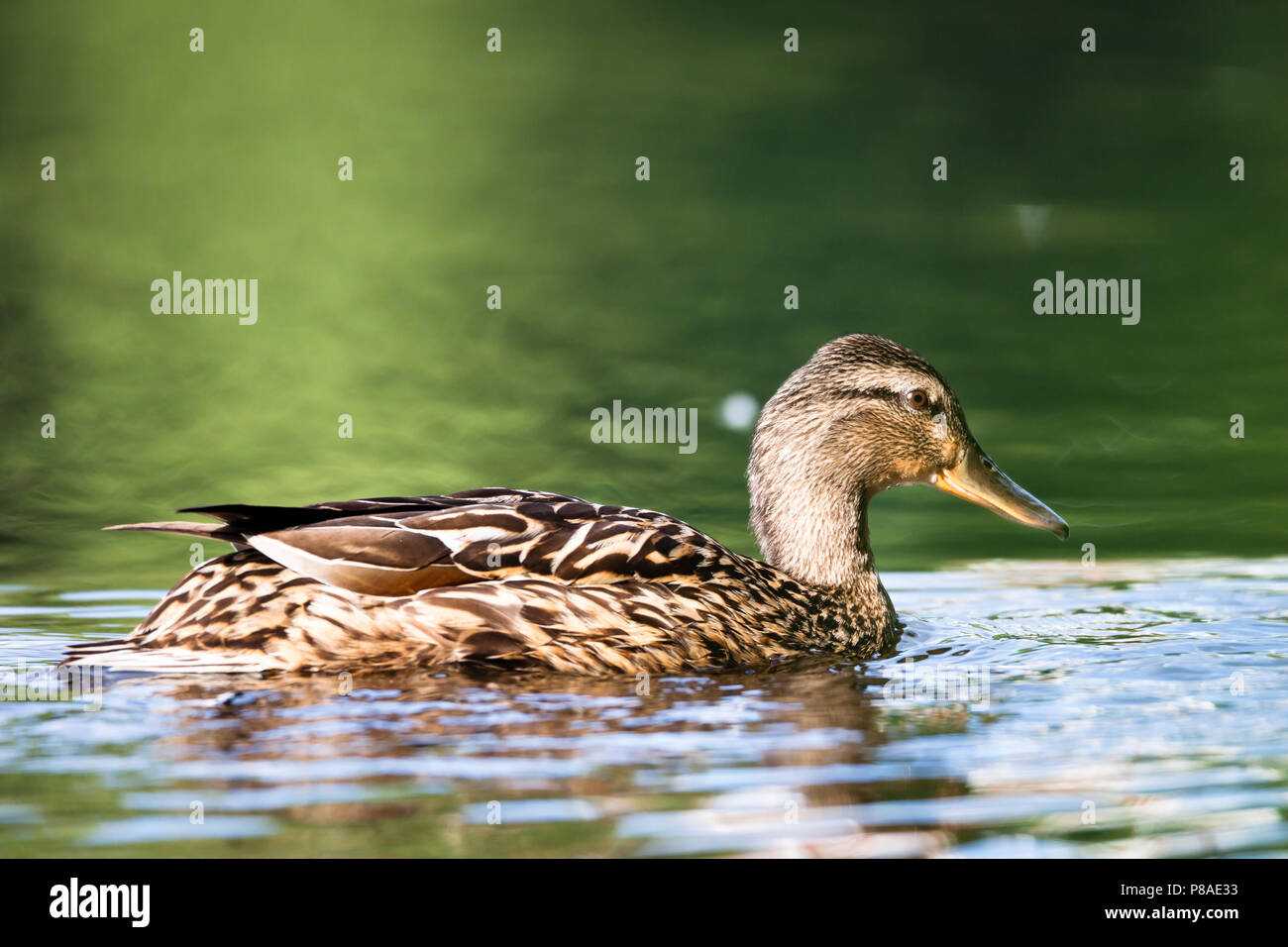 Weibliche stockente Schwimmen Stockfoto