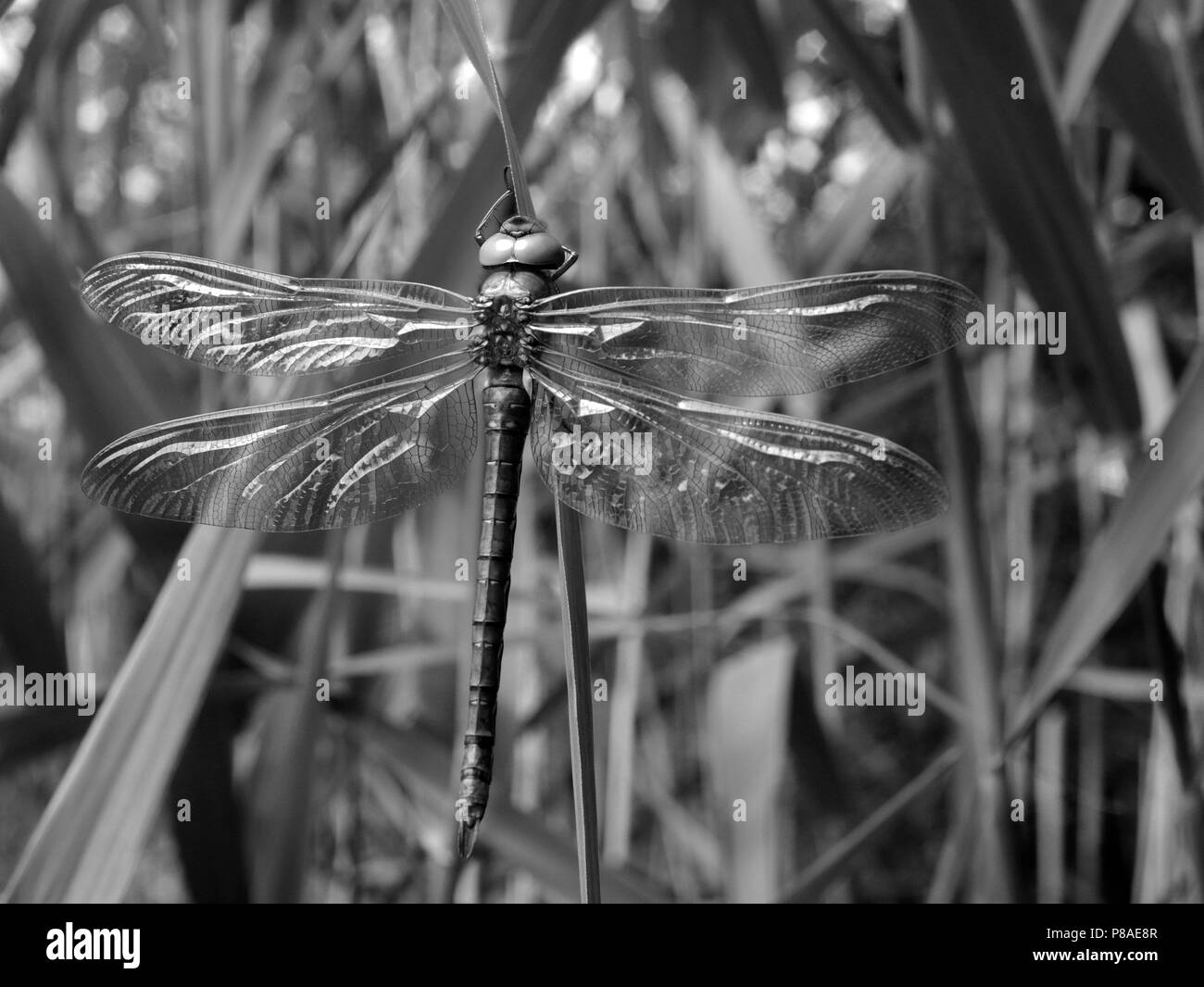 Braune Hawker Libelle Stockfoto