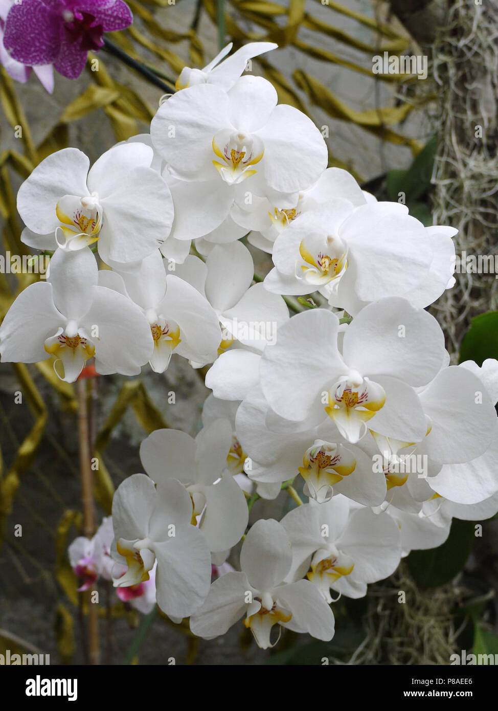 Eine Ansammlung von weißen Blumen der kleinen Größe mit gelben Zentren. Für ihr Design Stockfoto