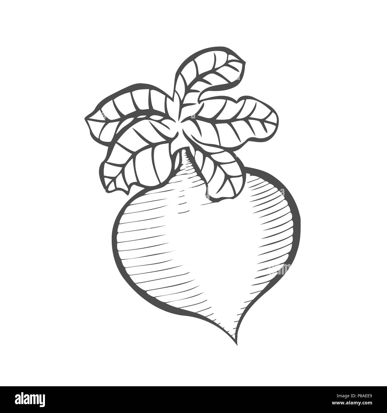 Root und knötchenförmige Gemüse, Illustration Hand gezeichnete Skizze von frischem Lila Rübe oder Brassica rapa Pflanze mit Blättern isoliert auf weißem Hintergrund Stock Vektor