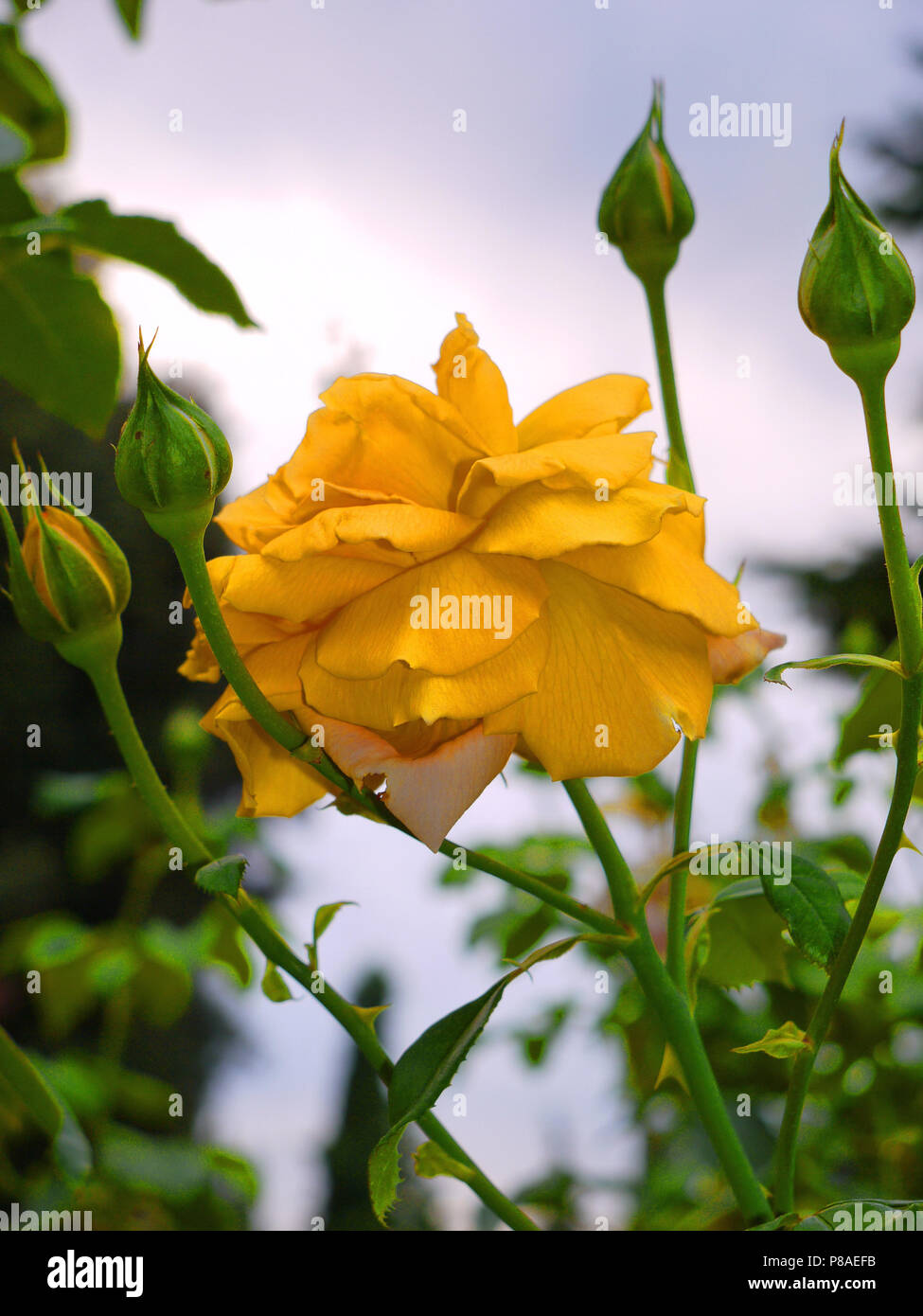 Gelbe zarte Blume auf einem dünnen Stamm von unblown Knospen umgeben. Für ihr Design Stockfoto