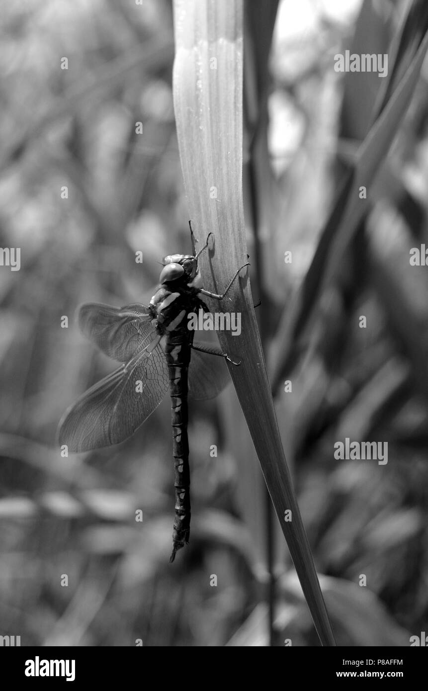 Braune Hawker Libelle Stockfoto