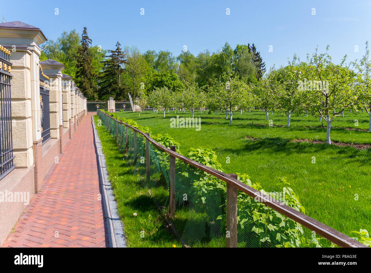 Ein Weg der Fliesen unter einen schönen Zaun um den Garten mit jungen Apfelbäumen. Für ihr Design Stockfoto