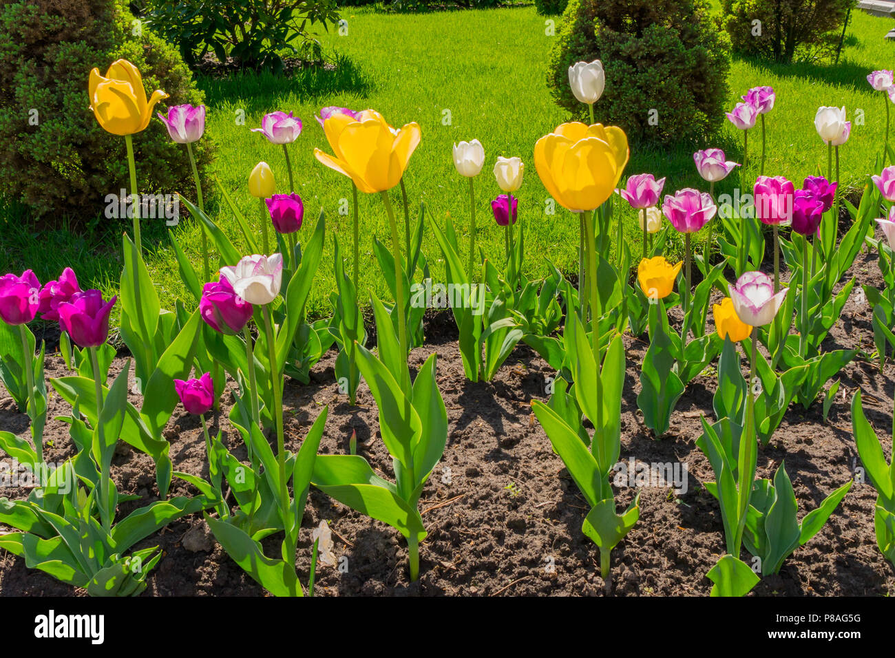 Download Blumen lustige Free HD