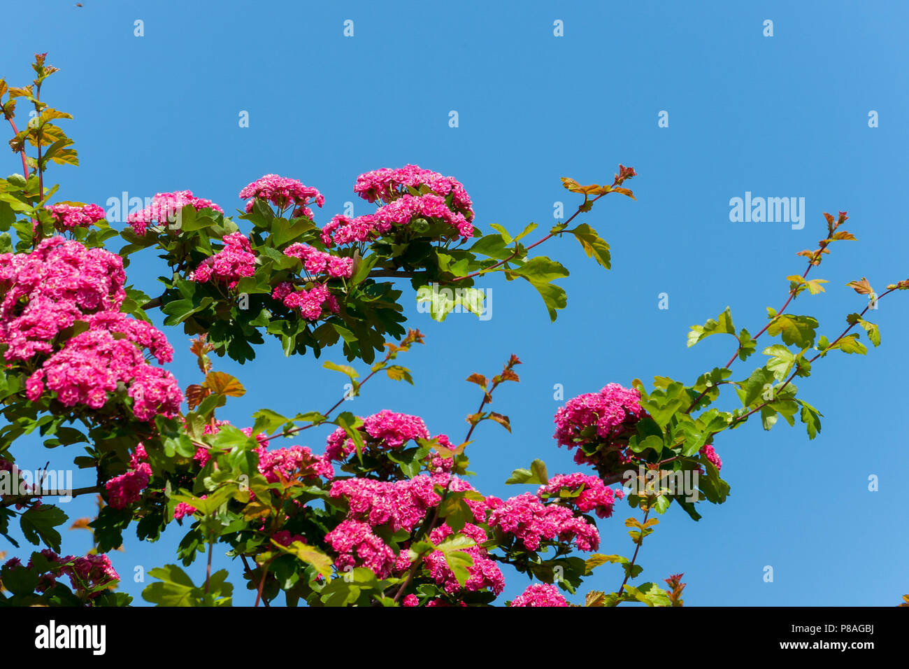 Kleine rosa Blüten mit grünen Blättern auf üppigen massive Verzweigungen. Für ihr Design Stockfoto