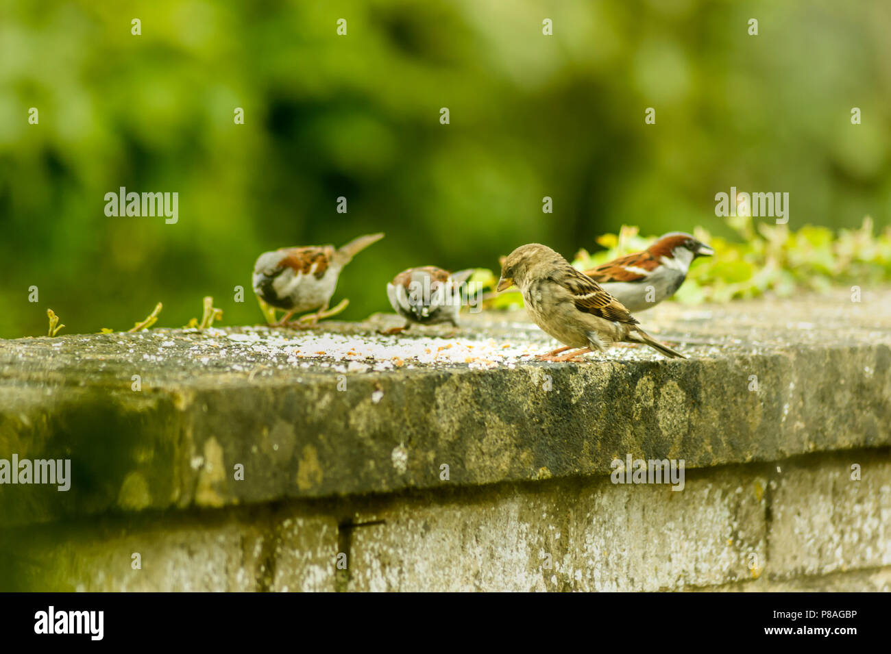 Die Vögel auf der Fütterung - regnet - Natur Stockfoto