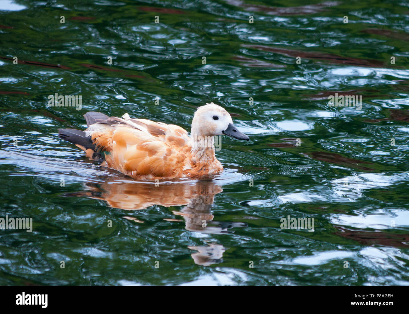 Eine schöne, wilde weiße Ente in roten Flecken schwimmt auf dem Wasser wie ein Segelboot auf der Suche nach etwas zu profitieren. Für ihr Design Stockfoto