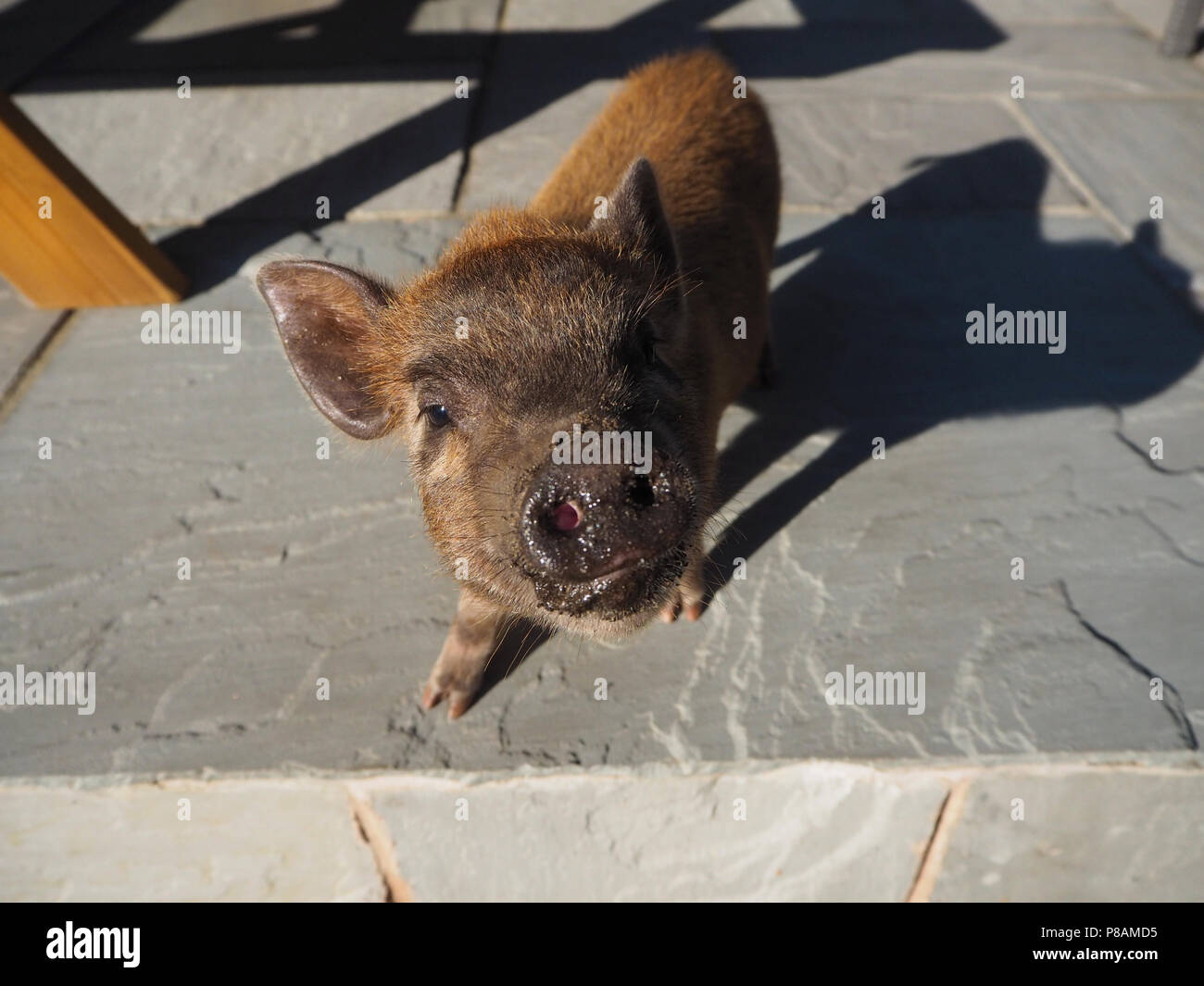 Micro Schwein in einem Haushalt einstellen Stockfoto