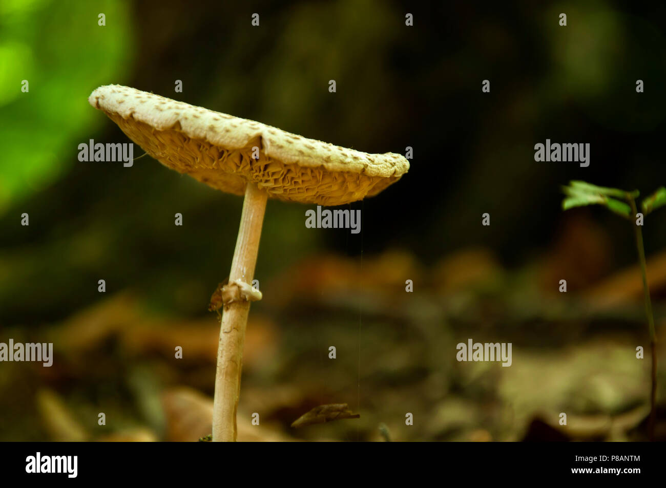 Pilz im Wald auf dem dunklen Hintergrund Stockfoto