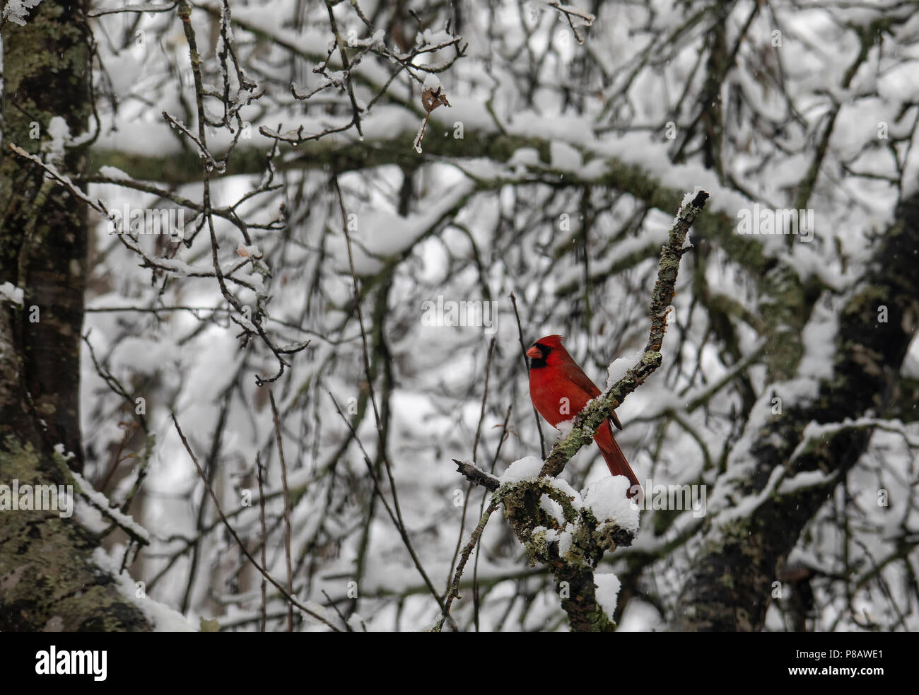 Ein männlicher Kardinal Vogel auffällig thront inmitten der schneebedeckten Ästen. Stockfoto