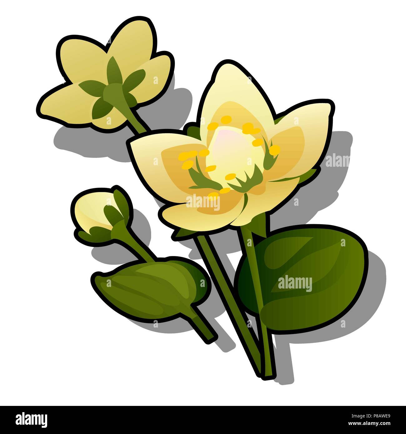 Gelbe Blumen oder caltha Caltha palustris auf weißem Hintergrund. Vektor cartoon Close-up Abbildung. Stock Vektor