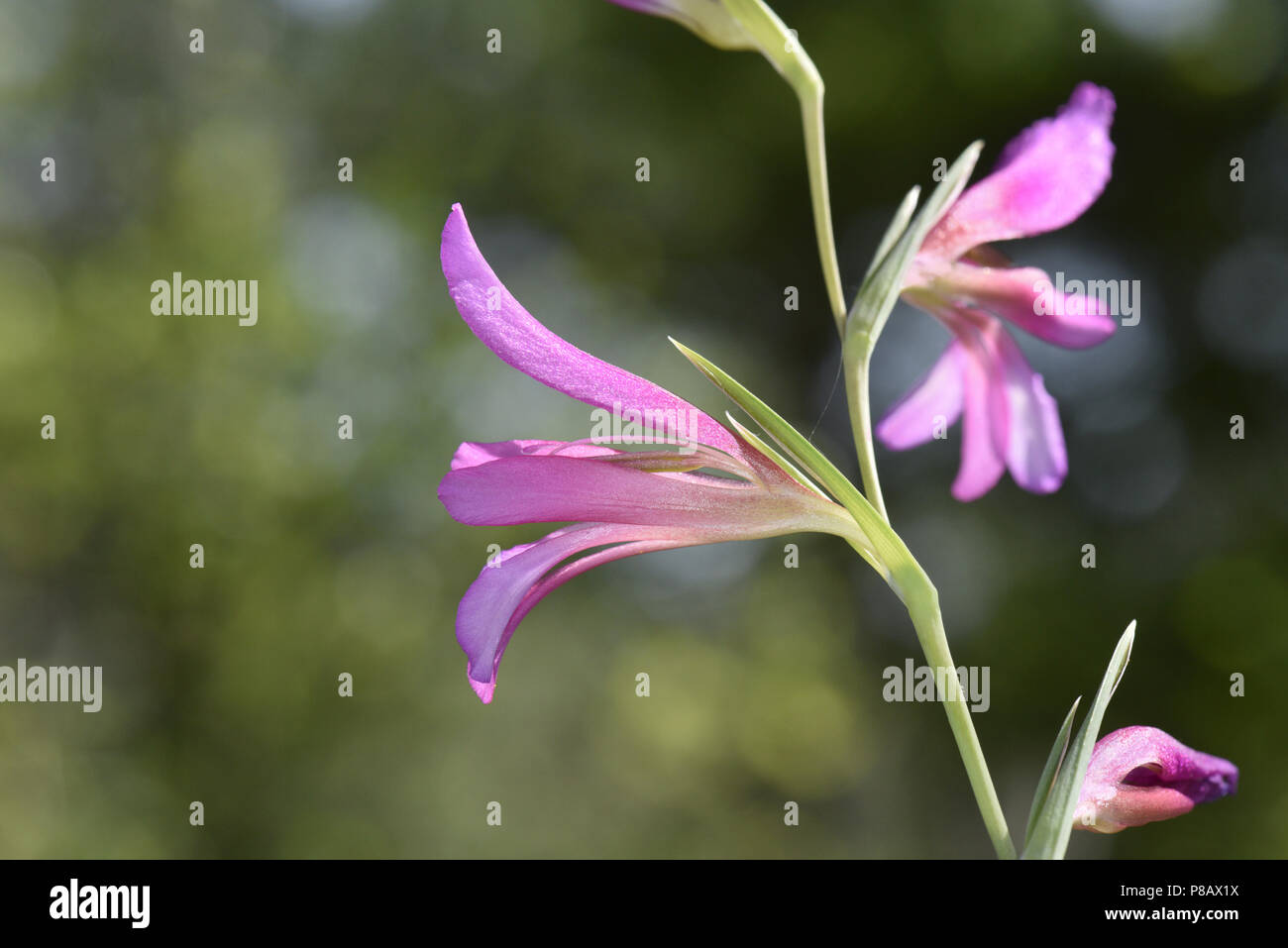 Italienische Gladiolen - Gladiolus italicus Stockfoto