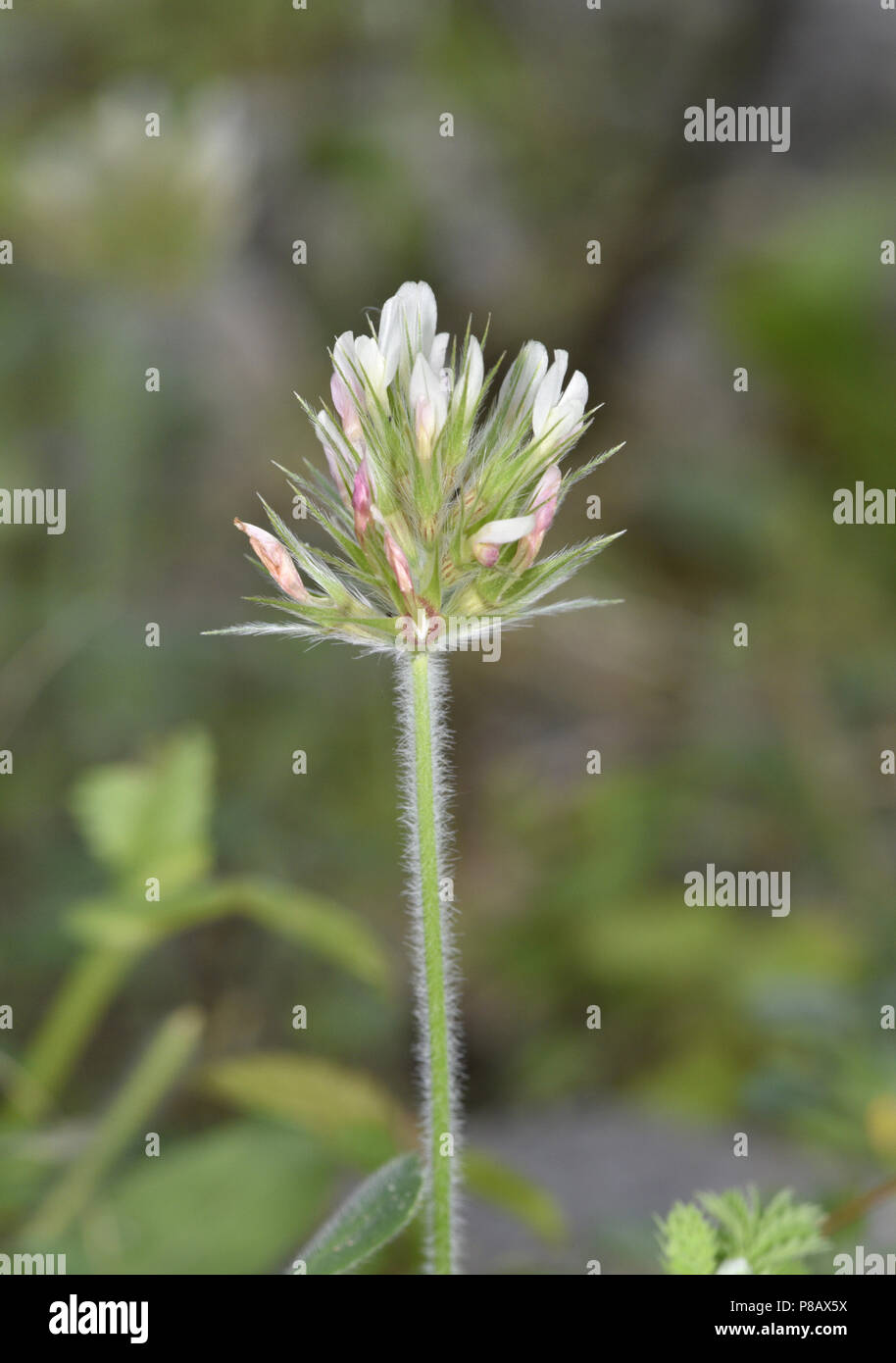 Sternenhimmel Klee-Trifolium stellatum Stockfoto