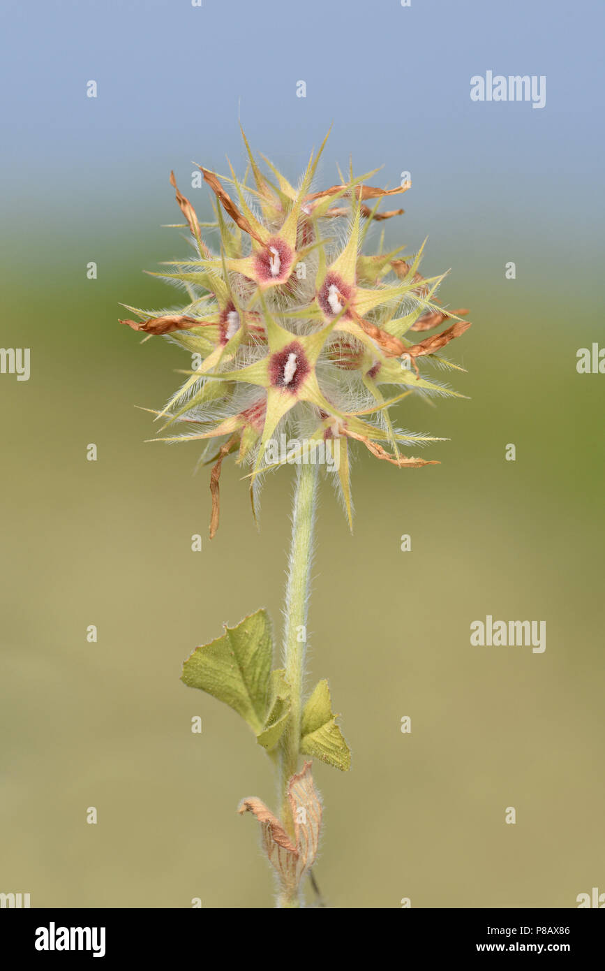 Sternenhimmel Klee-Trifolium stellatum Stockfoto