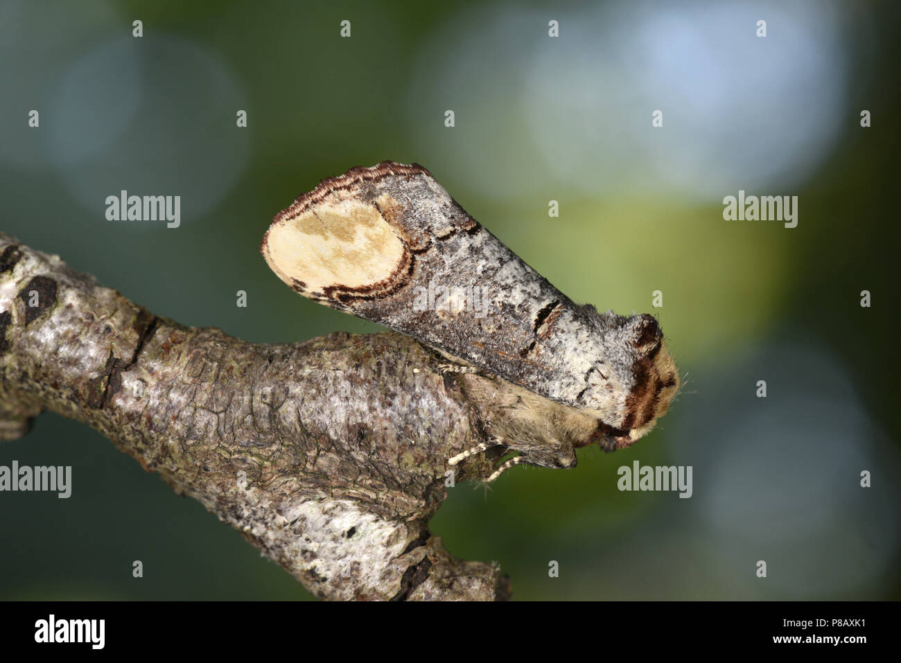 Buff-Tip - Phalera bucephala Stockfoto
