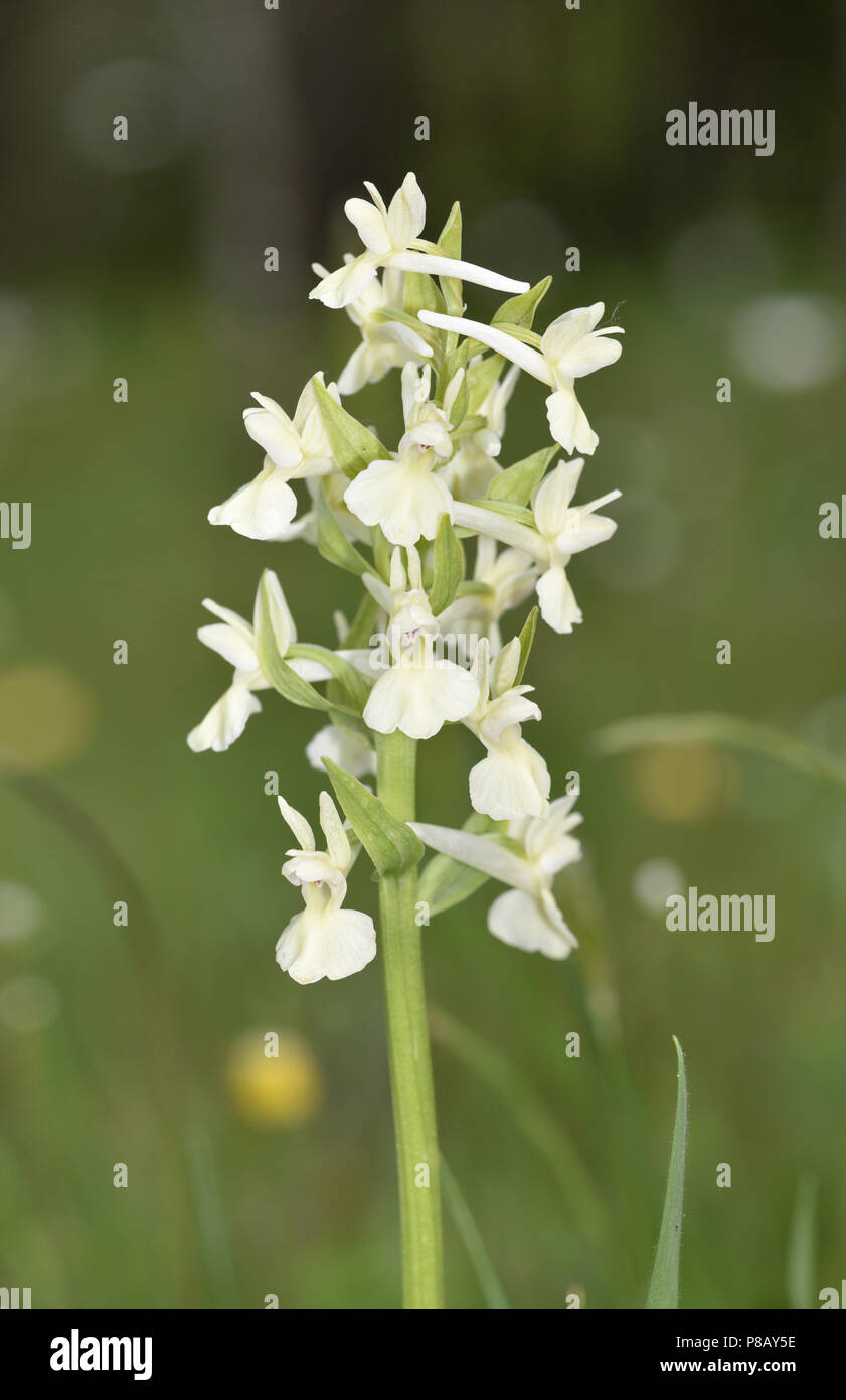 Elder blühenden Orchidee - Dactylorhiza sambucina Stockfoto