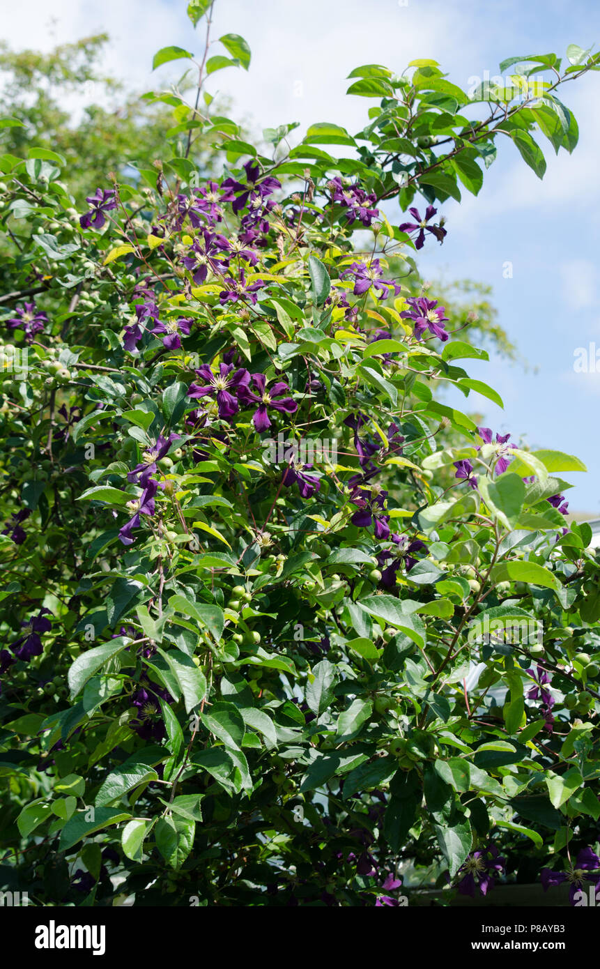 Sommer blühende Clematis klettern durch ein Apfelbaum Stockfoto