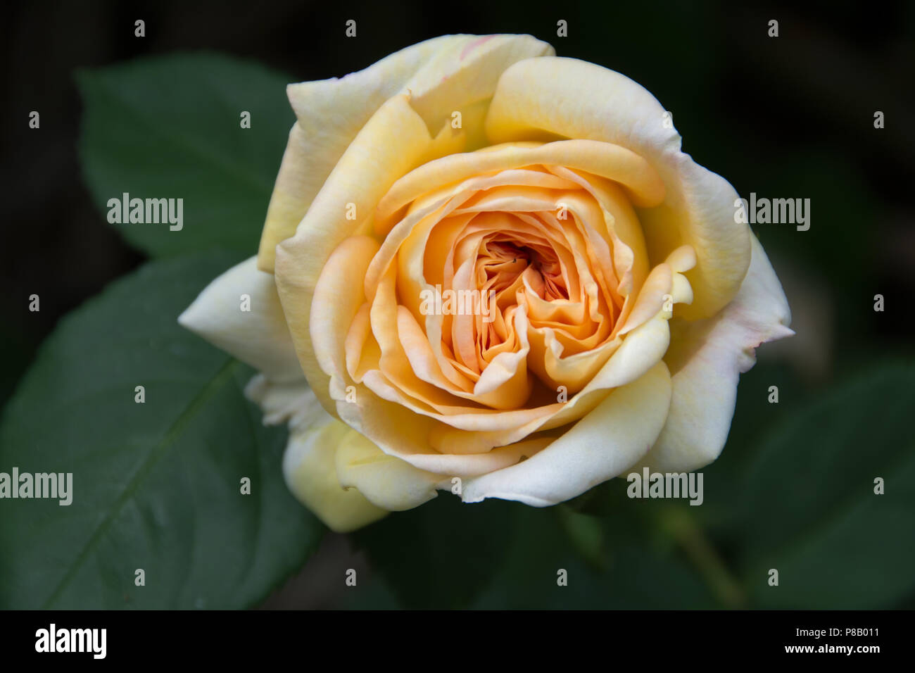 Gelbe Rosen mit Rosa und Orange Center Stockfoto