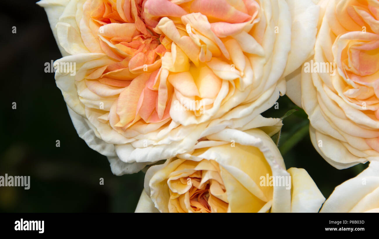 Gelbe Rosen mit Rosa und Orange Center Stockfoto