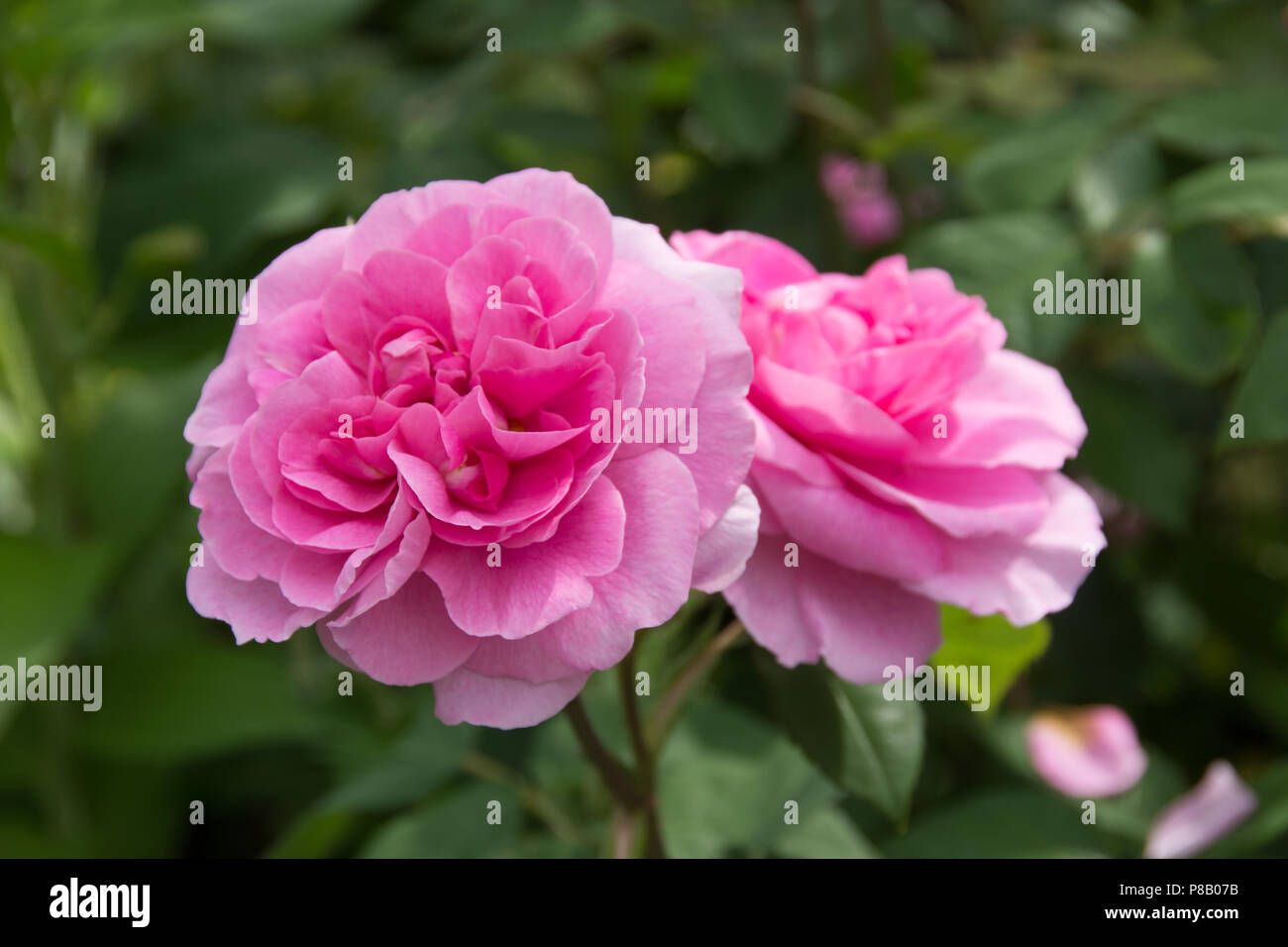 Altmodische rosa Rose Nahaufnahme der beiden Stockfoto