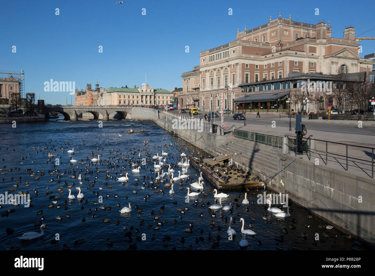 Strömgatan läuft parallell zu Lilla Värtan, Stockholm, Stockholms Län, Schweden das Gebiet ist ein wichtiges Überwinterungsgebiet für mehrere Vogelarten Stockfoto