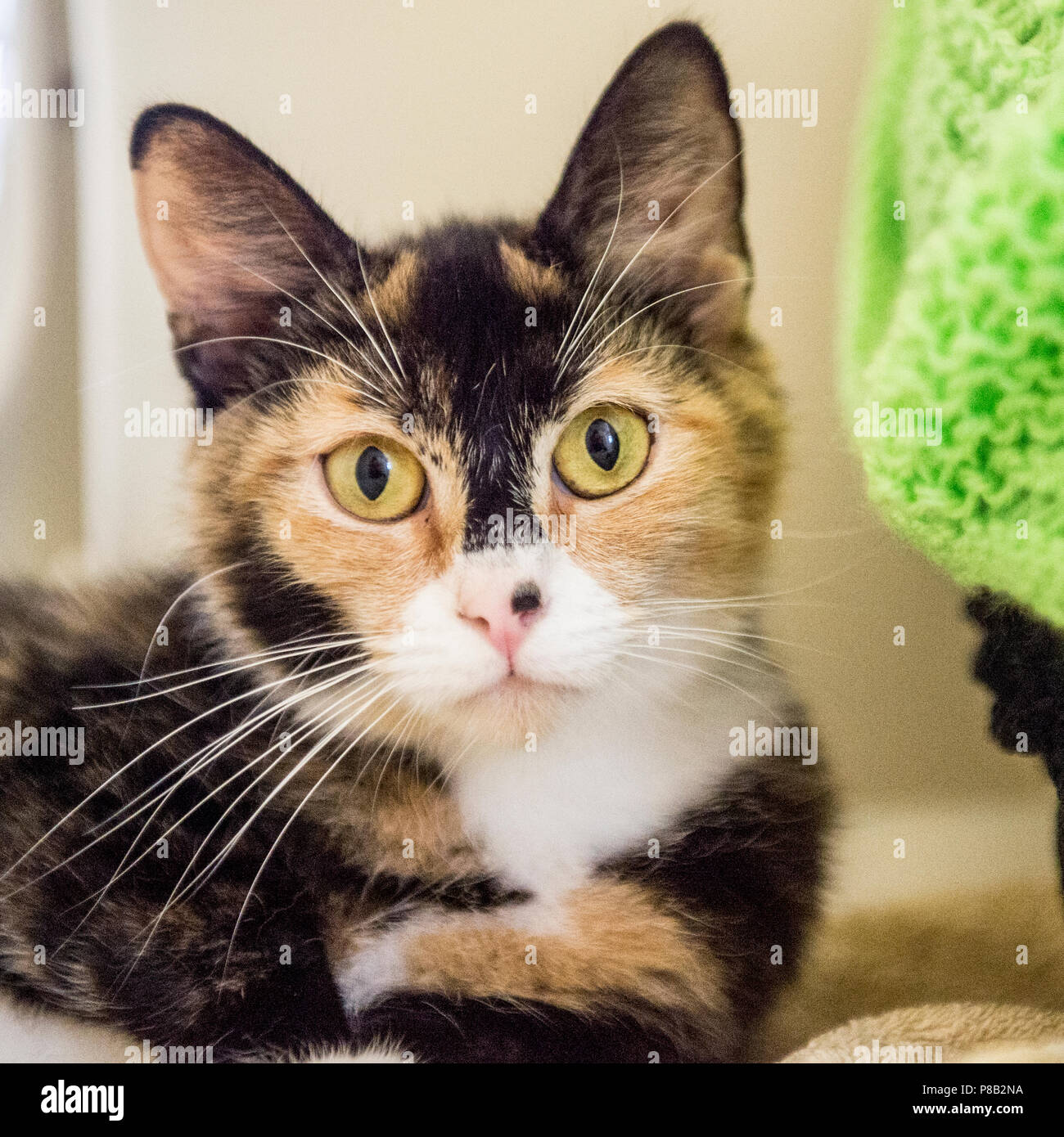 Calicao cat Stockfoto