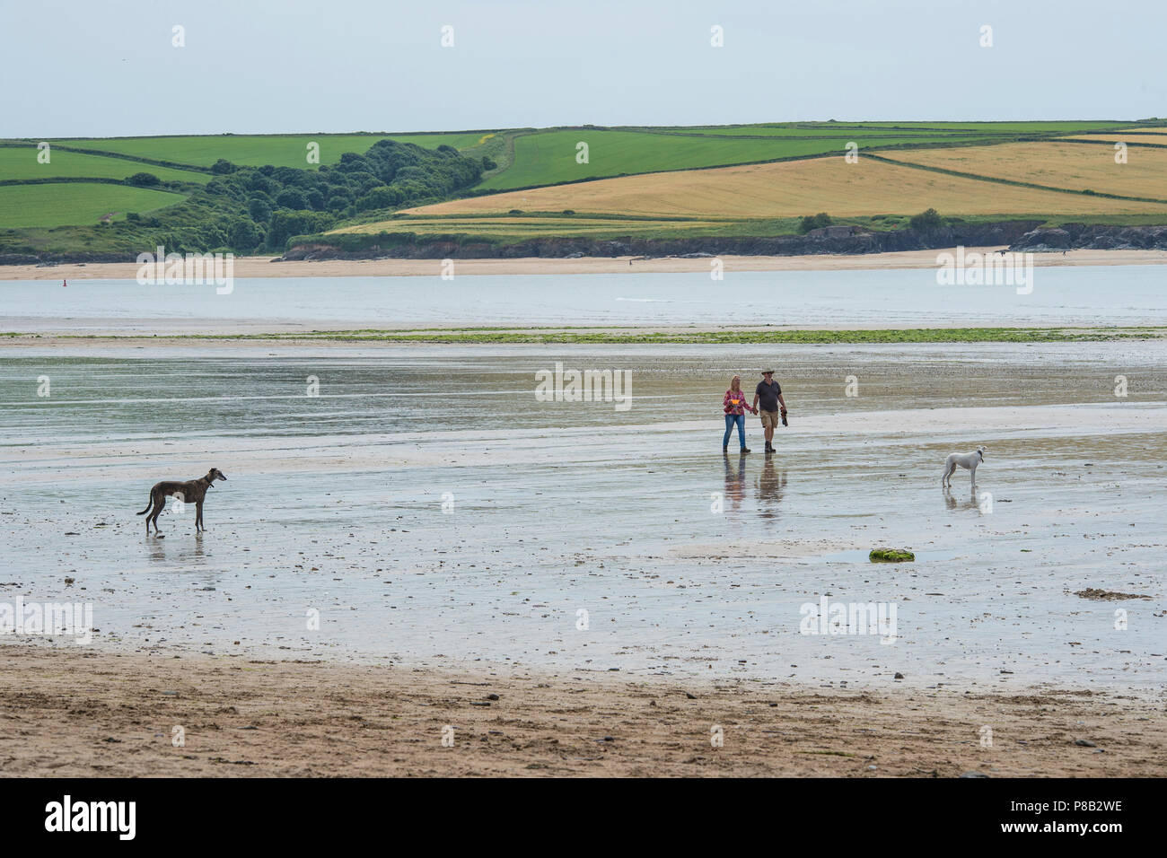 Hund Spaziergänger am Strand Stockfoto