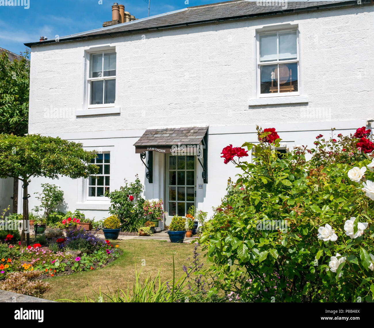 Malerisches weißes Cottage namens Hawthorn Cottage mit Rosen und farbenfrohem Blumengarten im Sommer, North Berwick, East Lothian, Schottland, Großbritannien Stockfoto