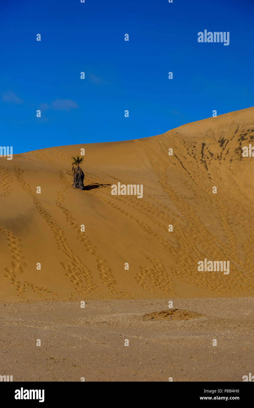 Single Palme und Fußabdrücke auf dem schönen Sandstrand von Dune 7, die höchste in Namibia in der Nähe von Walvis Bay und Swakopmund gegen den klaren blauen Himmel Stockfoto