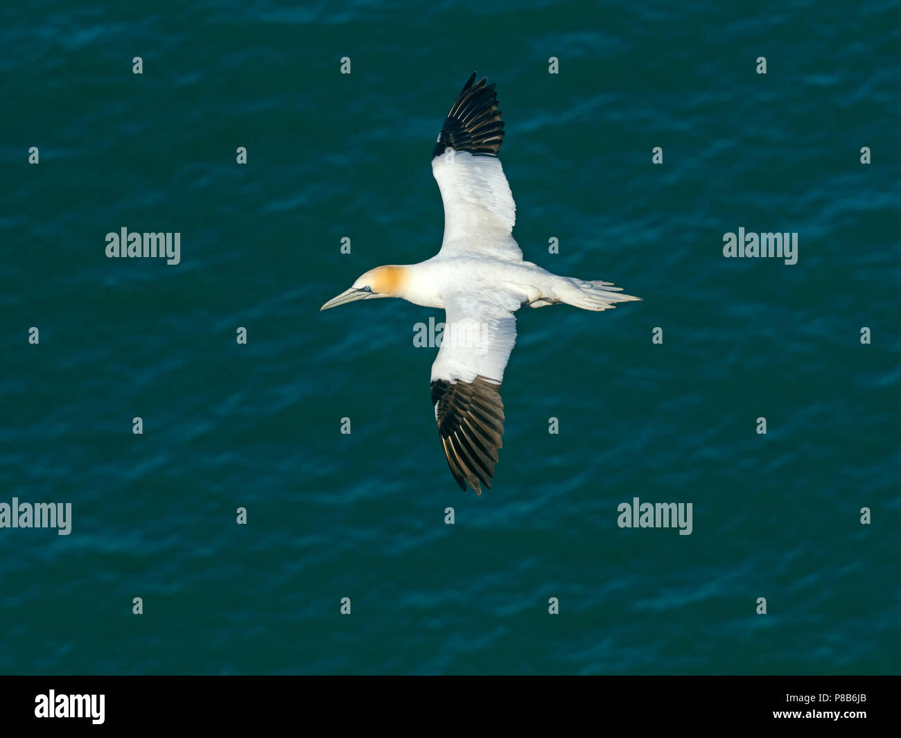 Gannett Phoca vitulina im Flug Bempton East Yorkshire Nordsee England Stockfoto