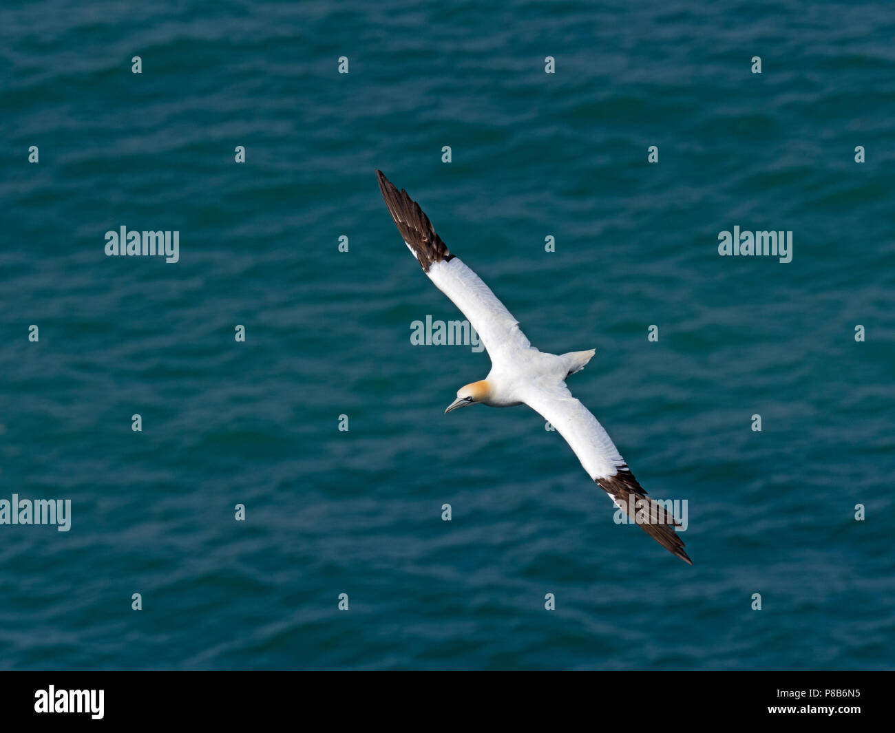 Gannett Phoca vitulina im Flug Bempton East Yorkshire Nordsee England Stockfoto