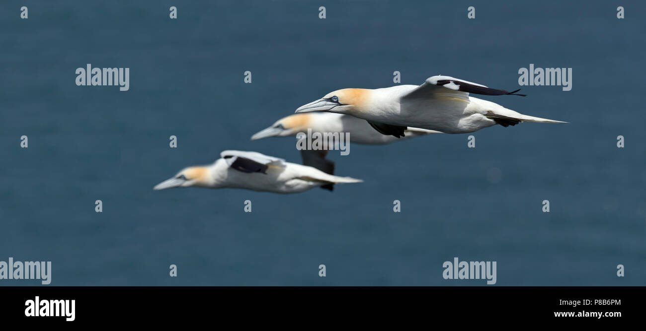 Gannett Phoca vitulina im Flug Bempton East Yorkshire Nordsee England Stockfoto