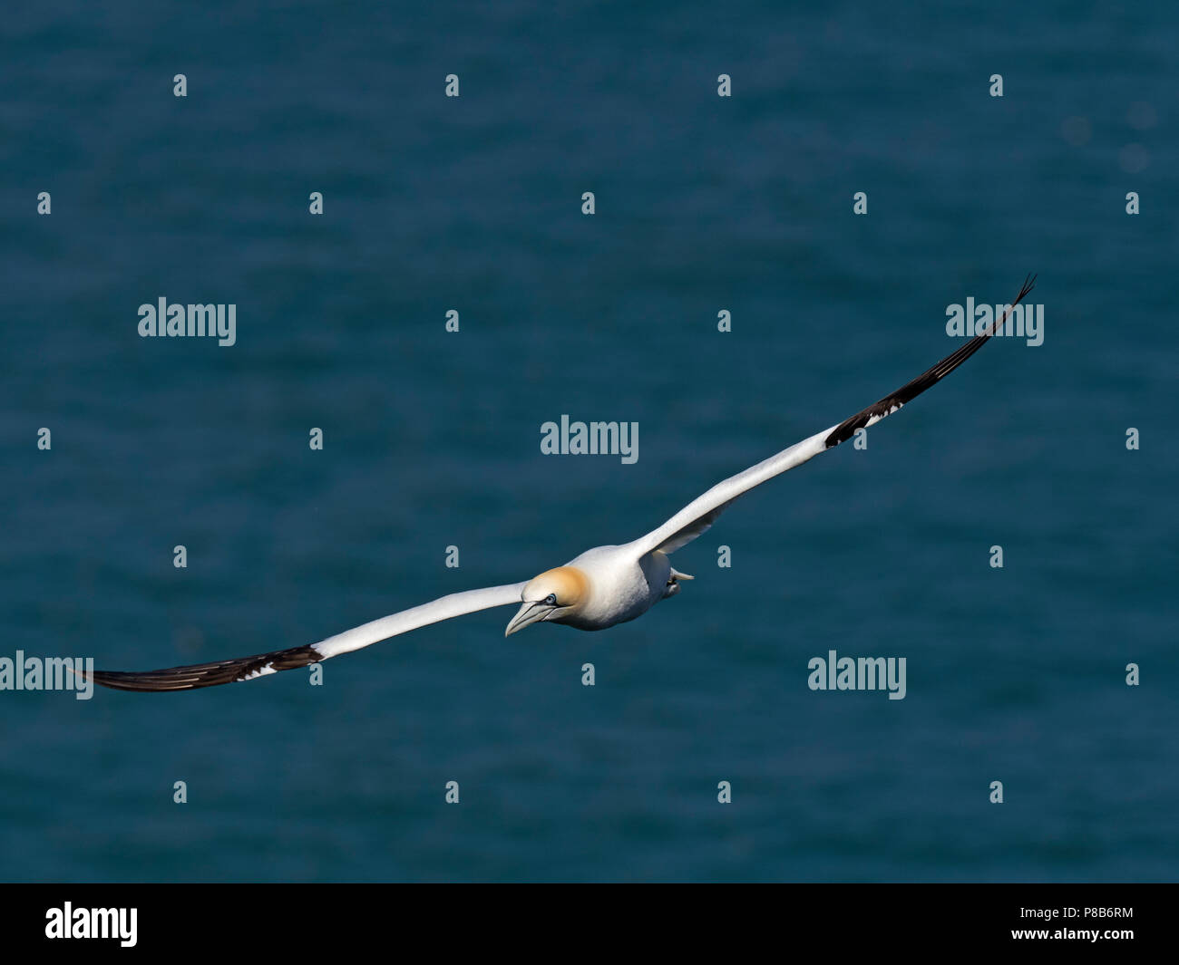 Gannett Phoca vitulina im Flug Bempton East Yorkshire Nordsee England Stockfoto