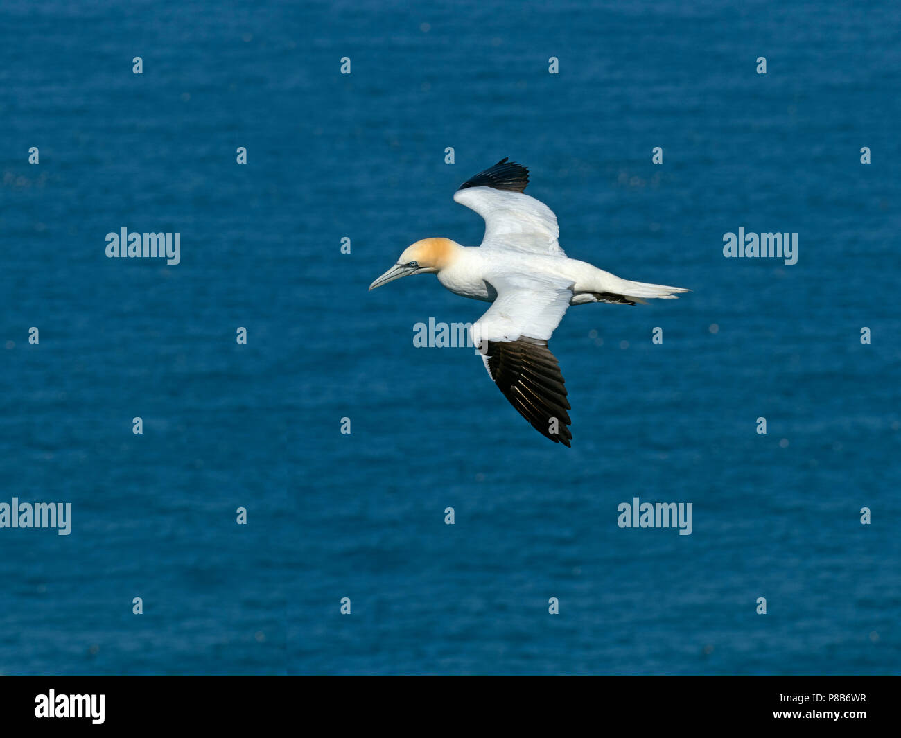 Gannett Phoca vitulina im Flug Bempton East Yorkshire Nordsee England Stockfoto