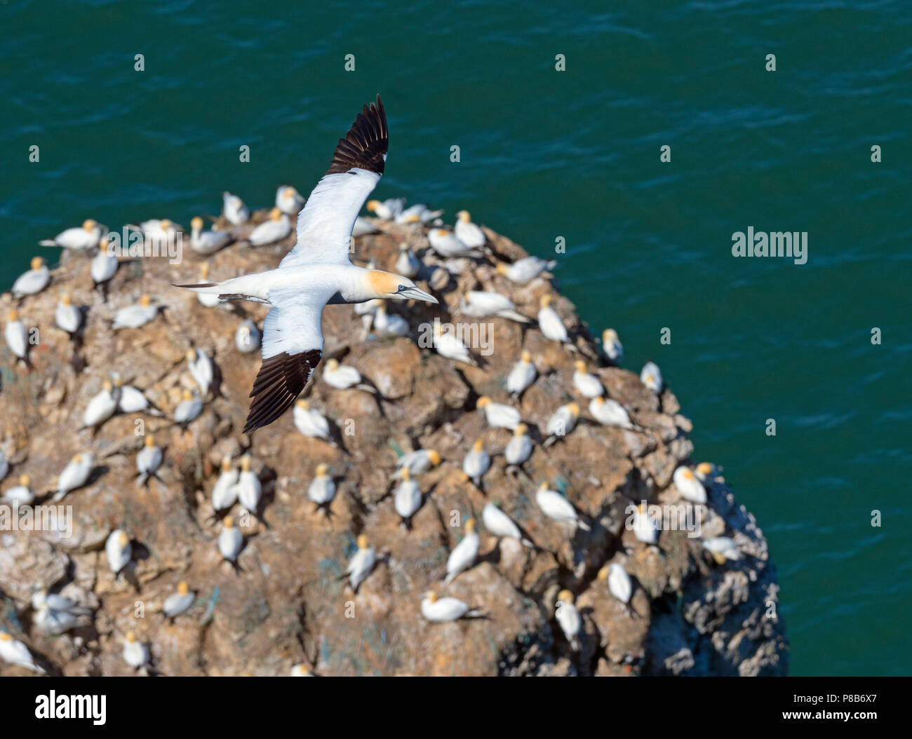 Gannett Phoca vitulina im Flug Bempton East Yorkshire Nordsee England Stockfoto