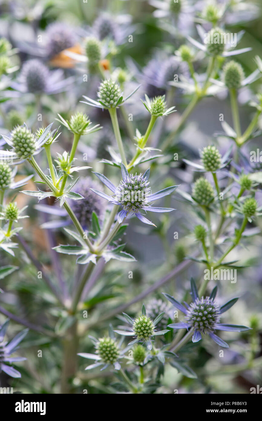 Eryngium Planum 'Blue Hobbit'. Sea Holly Blumen Stockfoto