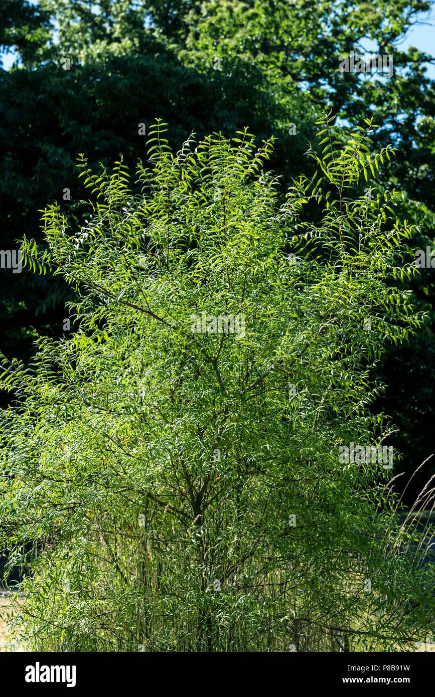 Xanthoceras sorbifolium, sapindaceae, glänzende Blätter yellowhorn. Stockfoto