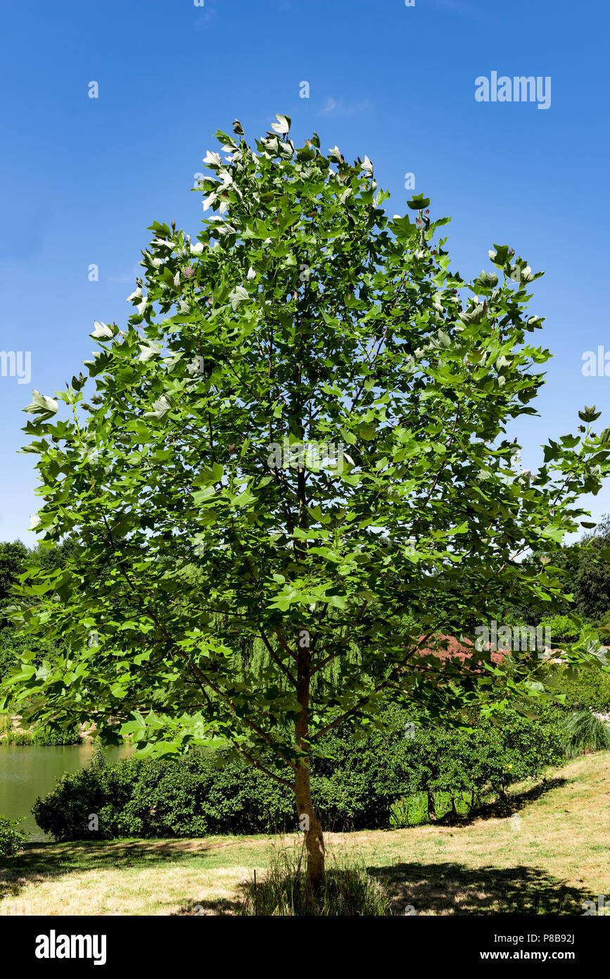 Liriodendron chinense, Chinesisch TulipTree, Magnoliaceae. Stockfoto