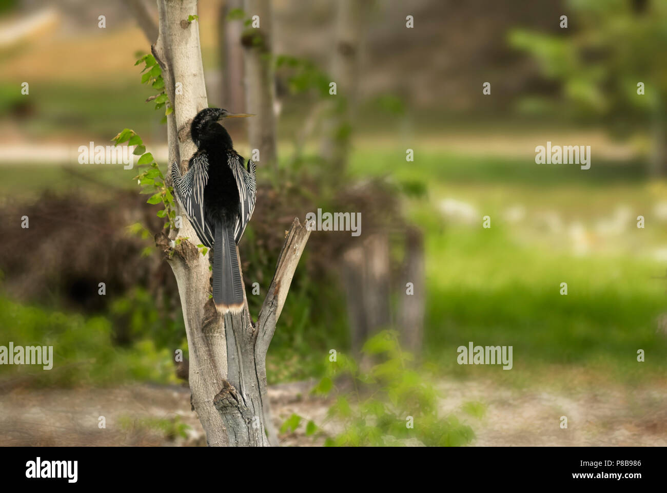 (Anhinga Anhinga anhinga) oder snakebird, darter, amerikanische Schlangenhalsvogel oder Wasser Türkei, irgendwo auf der Halbinsel Yucatan, Mexi Stockfoto