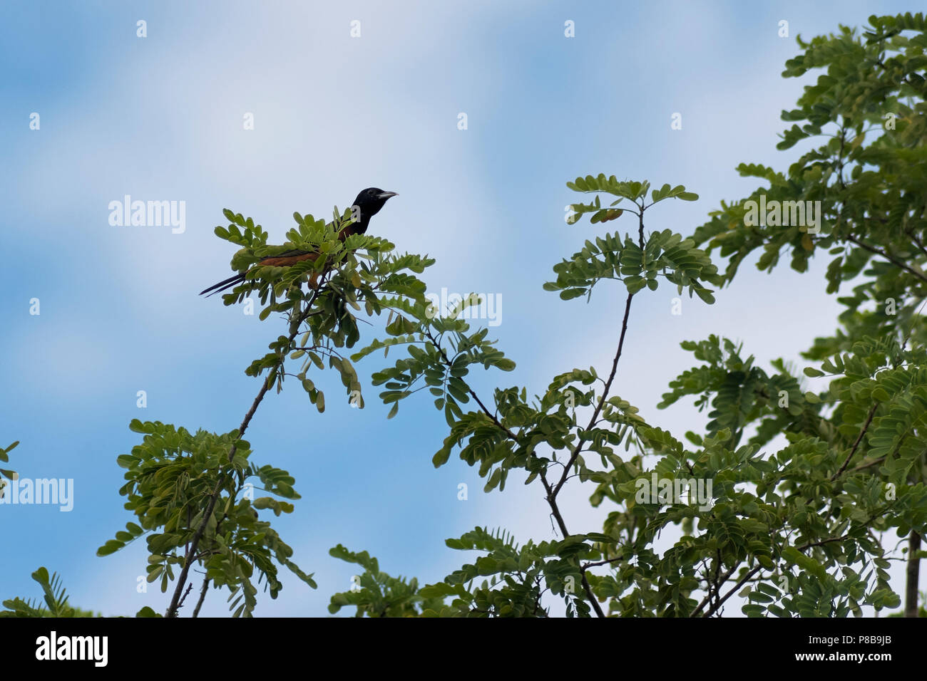 Fuertes oriole Fotos und Bildmaterial in hoher Auflösung Alamy