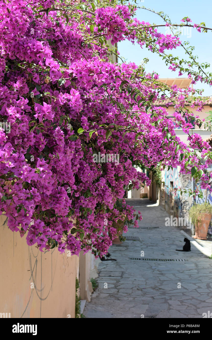 Schmale Gasse mit Bougainvillea Blumen und schwarze Katze. Frühling in Athen, Griechenland. Stockfoto