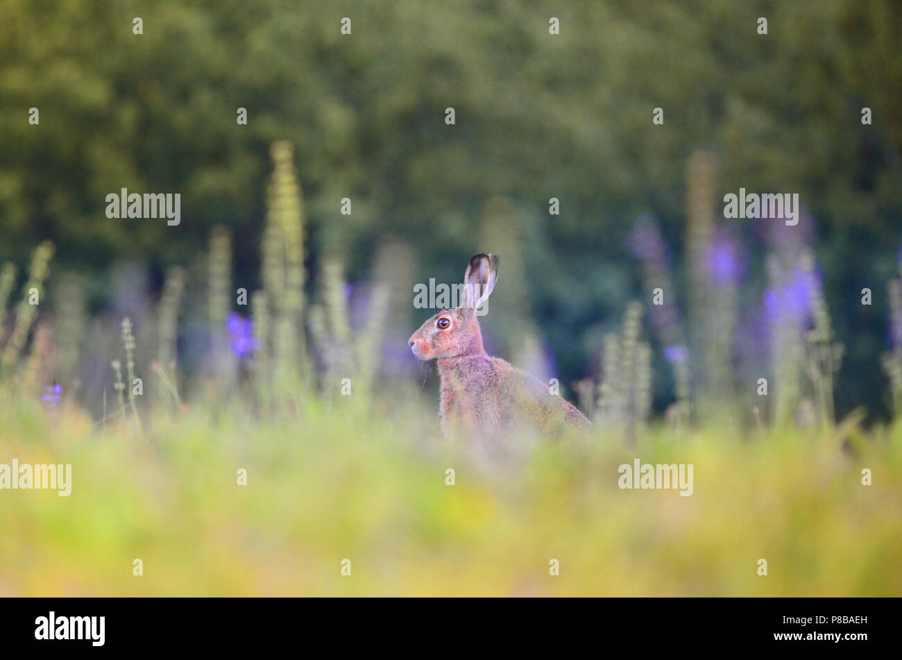 Hase in der Wildnis, Ostern bunny Hase Jack Kaninchen Stockfoto